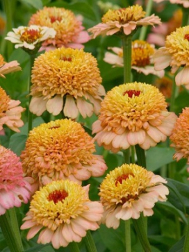 ZINNIA Zinderella Peach